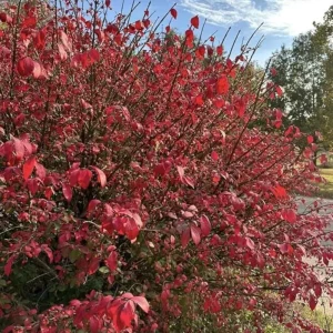 Dwarf Burning Bush Live Plant – Euonymus alatus ‘Compactus’ – 6-12in Tall – Bare Root Shrub - Image 3