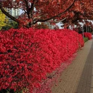 Dwarf Burning Bush Live Plant – Euonymus alatus ‘Compactus’ – 6-12in Tall – Bare Root Shrub - Image 4