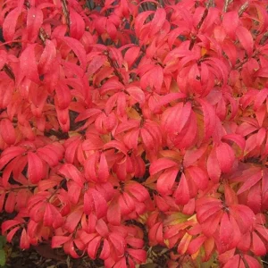 Dwarf Burning Bush Live Plant – Euonymus alatus ‘Compactus’ – 6-12in Tall – Bare Root Shrub - Image 5