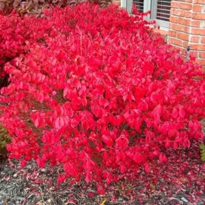 Dwarf Burning Bush Live Plant – Euonymus alatus ‘Compactus’ – 6-12in Tall – Bare Root Shrub - Image 6