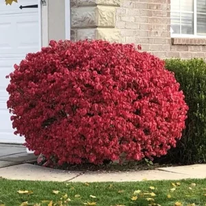 Dwarf Burning Bush Live Plant – Euonymus alatus ‘Compactus’ – 6-12in Tall – Bare Root Shrub - Image 7
