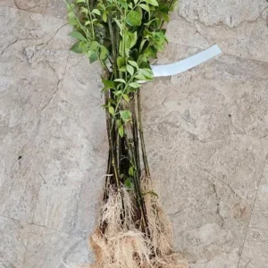 Dwarf Burning Bush Live Plant – Euonymus alatus ‘Compactus’ – 6-12in Tall – Bare Root Shrub - Image 8