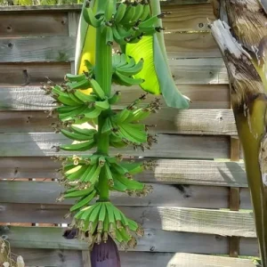 Dwarf Cavendish Banana Tree - Live Plant - Indoor/Outdoor - Fruit Bearing - Image 3