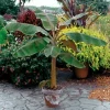 Dwarf Cavendish Banana Tree - Live Plant - Indoor/Outdoor - Fruit Bearing - Image 1