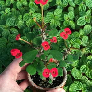 Dwarf Crown of Thorns Red Form Live Plant - Euphorbia Milii Imperatae - Vibrant Red Blooms - Image 1