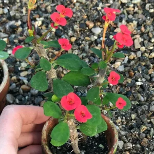 Dwarf Crown of Thorns Red Form Live Plant - Euphorbia Milii Imperatae - Vibrant Red Blooms - Image 2