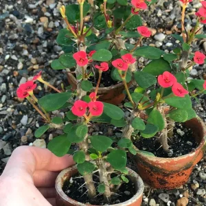 Dwarf Crown of Thorns Red Form Live Plant - Euphorbia Milii Imperatae - Vibrant Red Blooms - Image 3