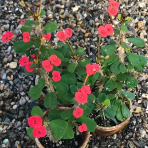 Dwarf Crown of Thorns Red Form Live Plant - Euphorbia Milii Imperatae - Vibrant Red Blooms - Image 4
