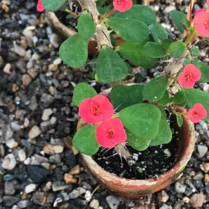 Dwarf Crown of Thorns Red Form Live Plant - Euphorbia Milii Imperatae - Vibrant Red Blooms - Image 5