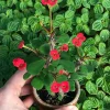 Dwarf Crown of Thorns Red Form Live Plant - Euphorbia Milii Imperatae - Red Flowers - Indoor/Outdoor - Image 1