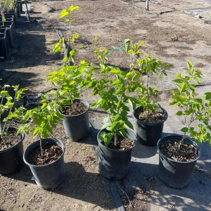 Dwarf Everbearing Black Mulberry Live Fruiting Tree Plant - Image 2