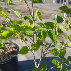 Dwarf Everbearing Black Mulberry Live Fruiting Tree Plant - Image 3