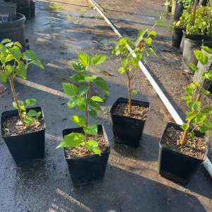 Dwarf Everbearing Black Mulberry Live Fruiting Tree Plant - Image 4