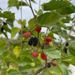 Dwarf Everbearing Black Mulberry Live Fruiting Tree Plant - Image 5