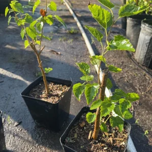 Dwarf Everbearing Black Mulberry Live Fruiting Tree Plant - Image 6