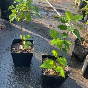 Dwarf Everbearing Black Mulberry Live Fruiting Tree Plant - Image 7