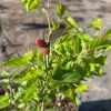 Dwarf Everbearing Black Mulberry Live Fruiting Tree Plant - Image 1
