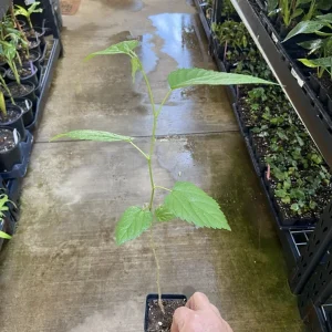 Dwarf Everbearing Mulberry Tree - Morus nigra Live Plant Edible Fruit - Image 3