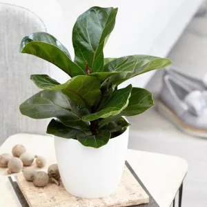 Dwarf Fiddle Leaf Fig Live Plant – Ficus Lyrata Bambino – 4