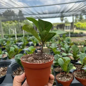 Dwarf Fiddle Leaf Fig Live Plant – Ficus Lyrata Bambino – 4