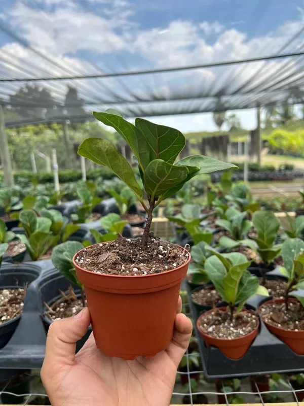 Dwarf Fiddle Leaf Fig Live Plant – Ficus Lyrata Bambino – 4" Pot – Indoor - Image 3