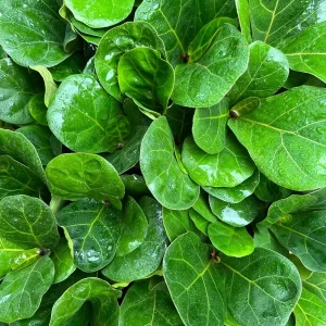 Dwarf Fiddle Leaf Fig Live Plant – Ficus Lyrata Bambino – 4