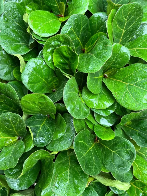 Dwarf Fiddle Leaf Fig Live Plant – Ficus Lyrata Bambino – 4" Pot – Indoor - Image 4