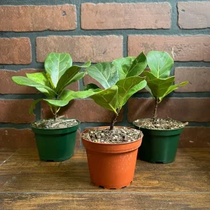 Dwarf Fiddle Leaf Fig Live Plant – Ficus Lyrata Bambino – 4
