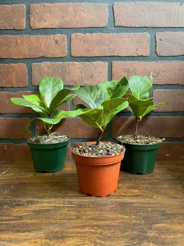 Dwarf Fiddle Leaf Fig Live Plant – Ficus Lyrata Bambino – 4" Pot – Indoor - Image 5