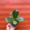 Dwarf Fiddle Leaf Fig Live Plant – Ficus Lyrata Bambino – 4" Pot – Indoor - Image 1