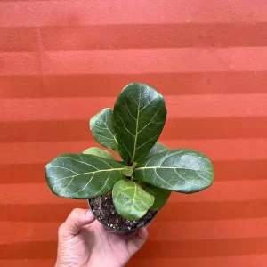 Dwarf Fiddle Leaf Fig Live Plant – Ficus Lyrata Bambino – 4