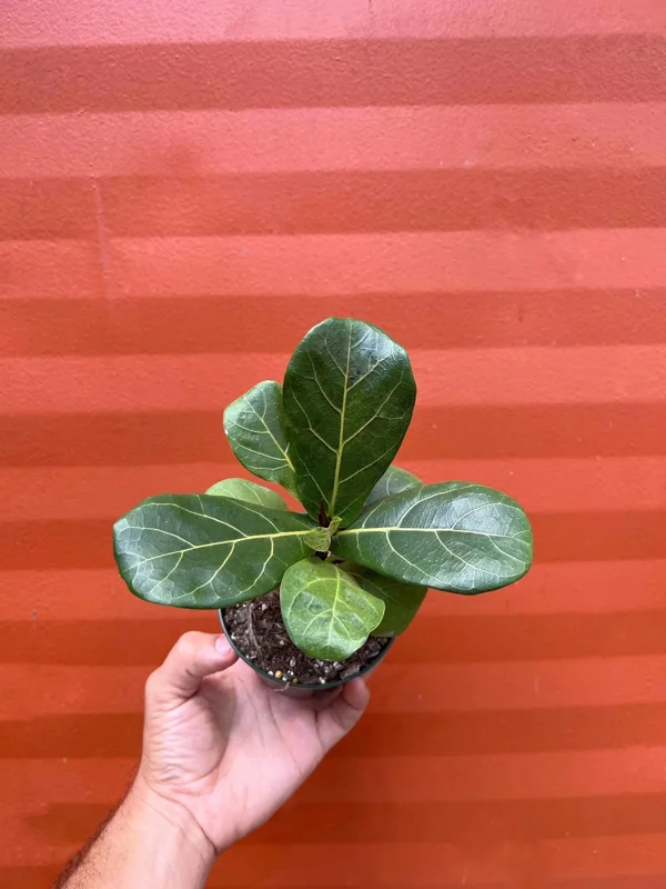 Dwarf Fiddle Leaf Fig Live Plant – Ficus Lyrata Bambino – 4" Pot – Indoor - Image 1