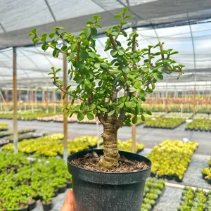 Dwarf Jade Portulacaria Bonsai Live Plant – 6