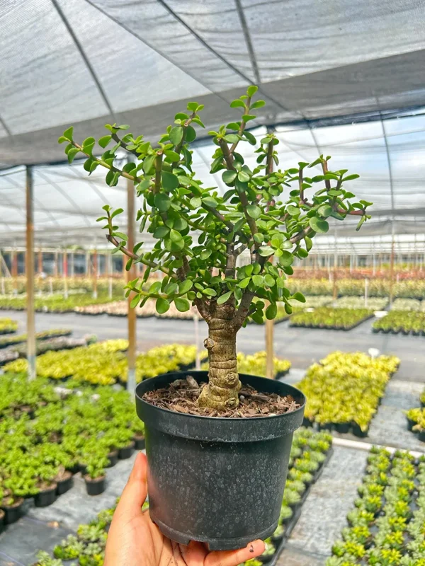 Dwarf Jade Portulacaria Bonsai Live Plant – 6" Pot – Indoor & Outdoor Succulent - Image 2