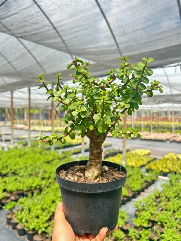 Dwarf Jade Portulacaria Bonsai Live Plant – 6" Pot – Indoor & Outdoor Succulent - Image 3