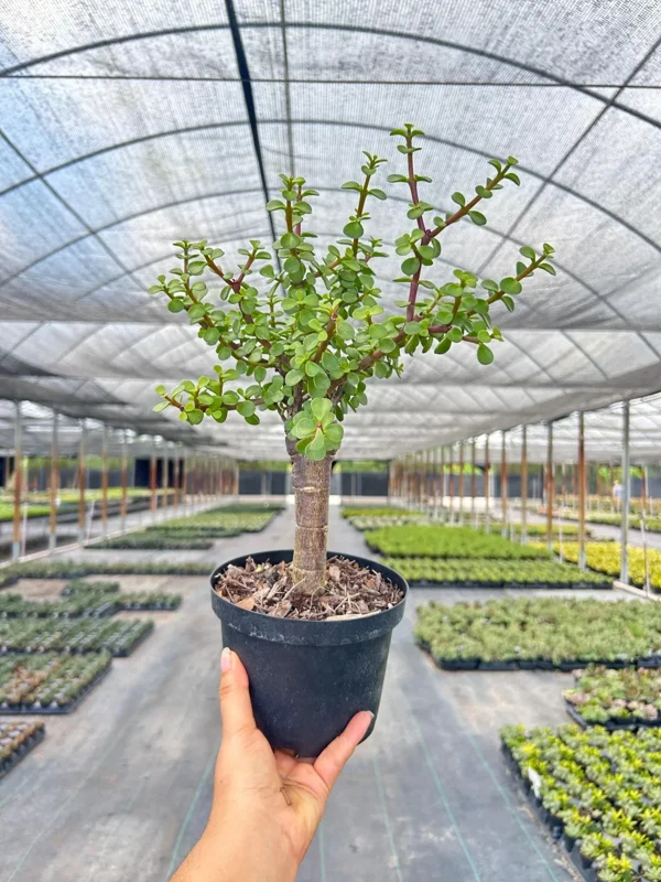 Dwarf Jade Portulacaria Bonsai Live Plant – 6" Pot – Indoor & Outdoor Succulent - Image 4
