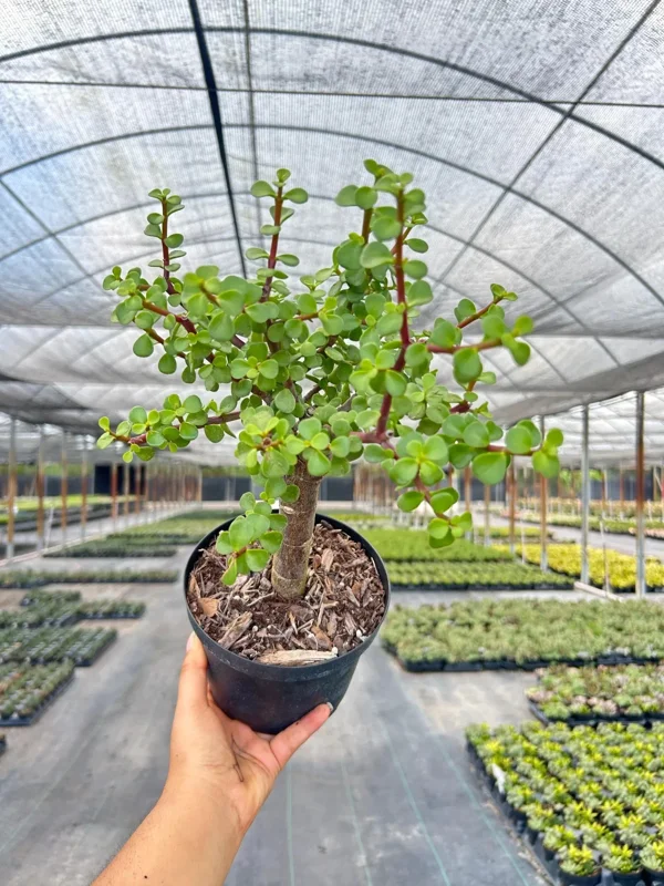 Dwarf Jade Portulacaria Bonsai Live Plant – 6" Pot – Indoor & Outdoor Succulent - Image 1