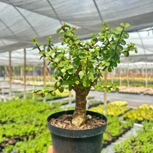 Dwarf Jade Portulacaria Bonsai Live Plant – Indoor & Outdoor Succulent – 6 Inch Pot - Image 3