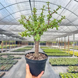 Dwarf Jade Portulacaria Bonsai Live Plant – Indoor & Outdoor Succulent – 6 Inch Pot - Image 4
