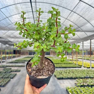 Dwarf Jade Portulacaria Bonsai Live Plant – Indoor & Outdoor Succulent – 6 Inch Pot - Image 1