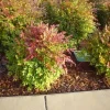 Dwarf Nandina Live Plant - Evergreen Shrub with Red Berries, 6-12" Tall, Outdoor - Image 1