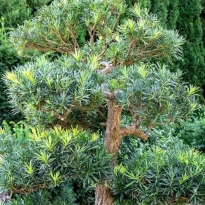 Dwarf Podocarpus 'Pringles' Live Plant – 6 inch Container – Hedge, Bonsai, Privacy - Image 2