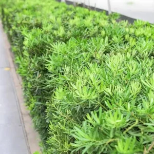 Dwarf Podocarpus 'Pringles' Live Plant – 6 inch Container – Hedge, Bonsai, Privacy - Image 3