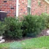 Dwarf Podocarpus 'Pringles' Live Plant – 6 inch Container – Hedge, Bonsai, Privacy - Image 1