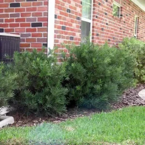 Dwarf Podocarpus 'Pringles' Live Plant – 6 inch Container – Hedge, Bonsai, Privacy - Image 1