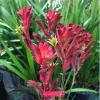 Dwarf Red Kangaroo Paw Live Plant - Anigozanthos 'Bush Ranger' - 1 Gallon - Image 1