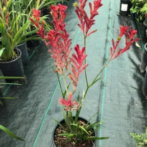 Dwarf Red Kangaroo Paw Live Plant - Anigozanthos 'Bush Ranger' - 1 Gallon - Image 2