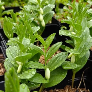 Dwarf Solomon's Seal Live Plant - Polygonatum humile - 5.25