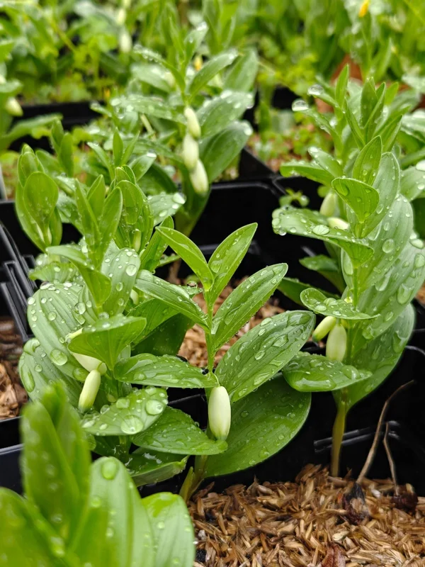 Dwarf Solomon's Seal Live Plant - Polygonatum humile - 5.25" Pot Perennial - Image 2