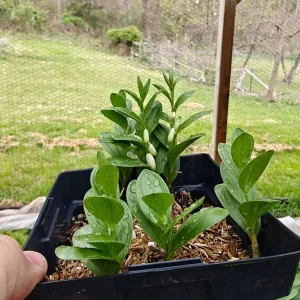 Dwarf Solomon's Seal Live Plant - Polygonatum humile - 5.25